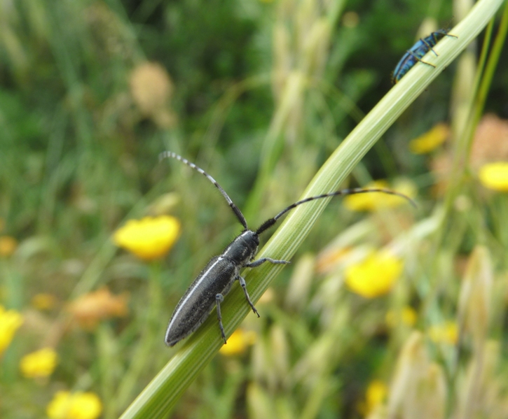 Agapanthia ... suturalis